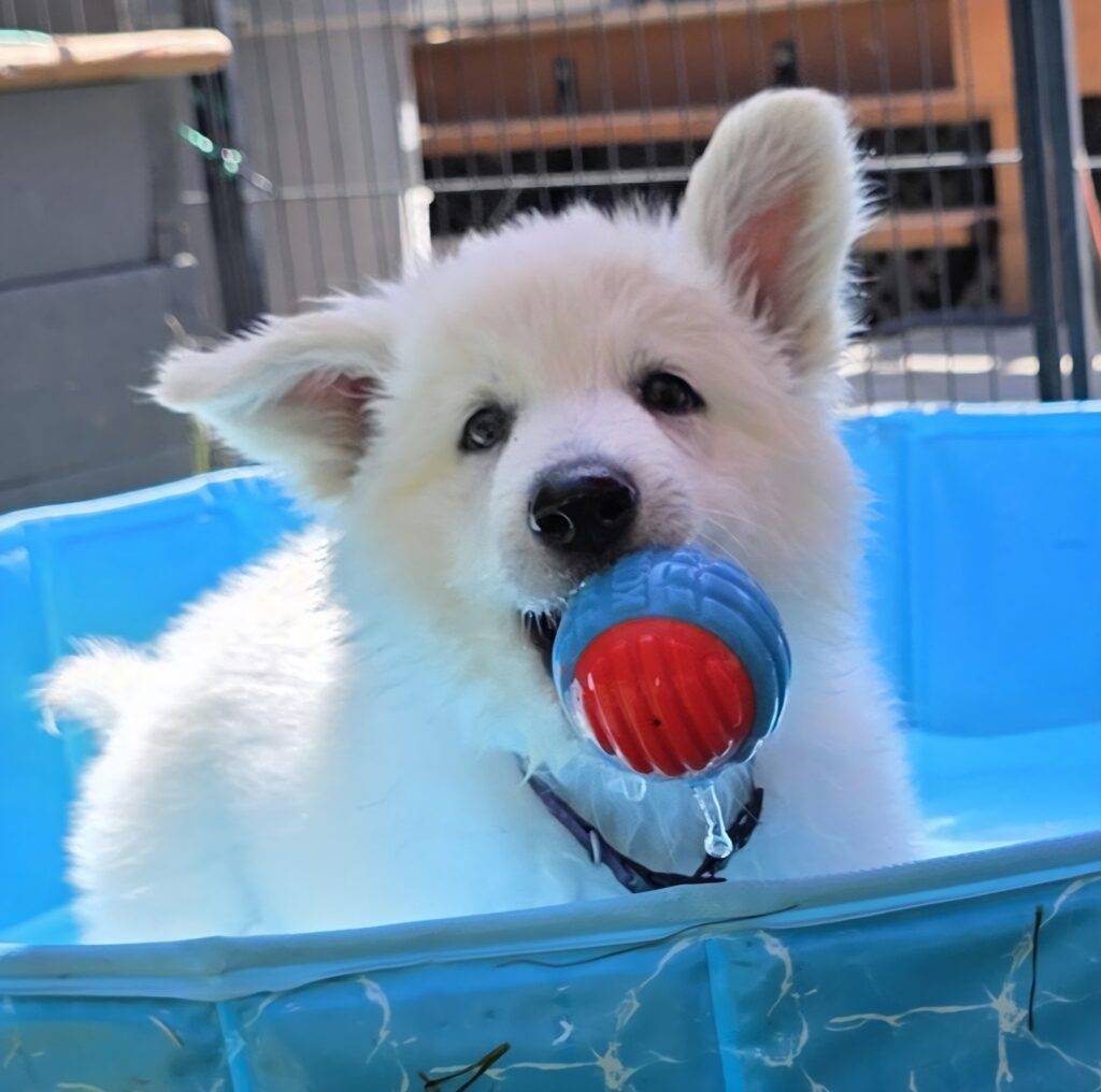 Cool Jazz Of Northern Spirit