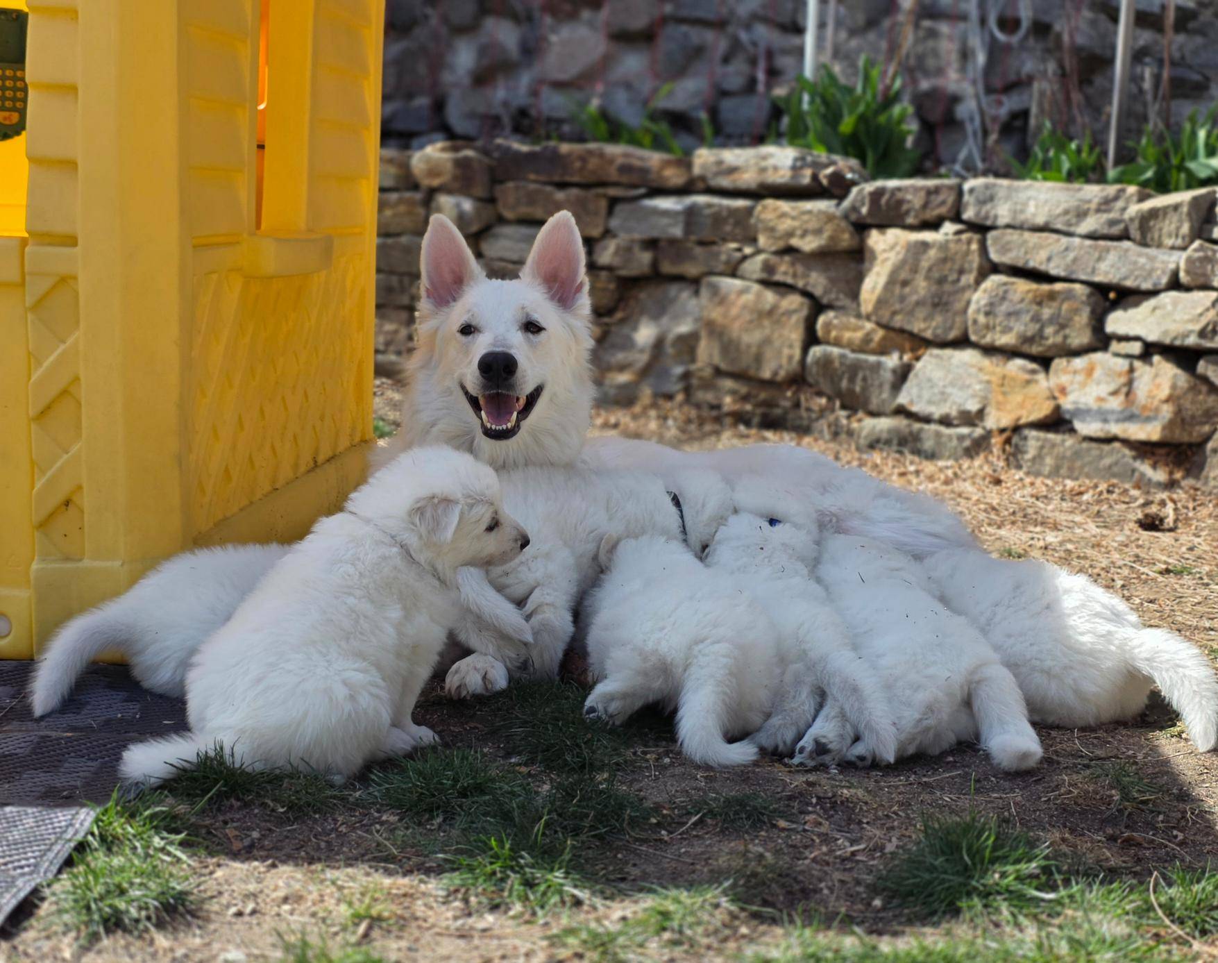 Northern Spirit Litter